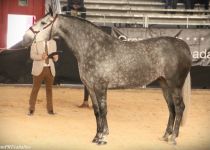 w b. RISUENA BD , DE BLANCA DOMECQ ZURITA, ORO EN YEGUAS DE 4 A Y SUBCAMPEONA DE ANDALUCIA 2015 (Copiar)